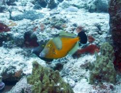Filefish in Cozumel by Chuck Plummer 
